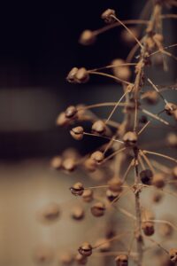 seeds, seed pods, plant, dry, dried, seed capsules, nature, macro, closeup