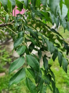 BALANCE YOUR MIND WITH AYURVEDA curry leaf, green, cuisine, flavouring, garden, nature, cooking