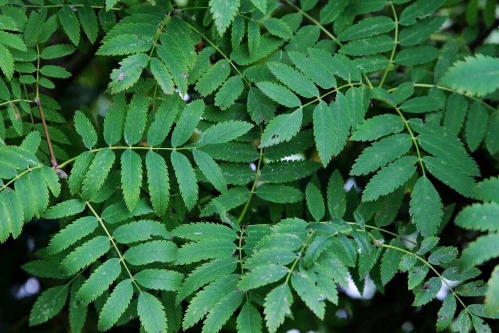 closeup shot of a plant with small green leaves growing in a serene forest closeup shot of a plant with small green leaves growing in a serene forest