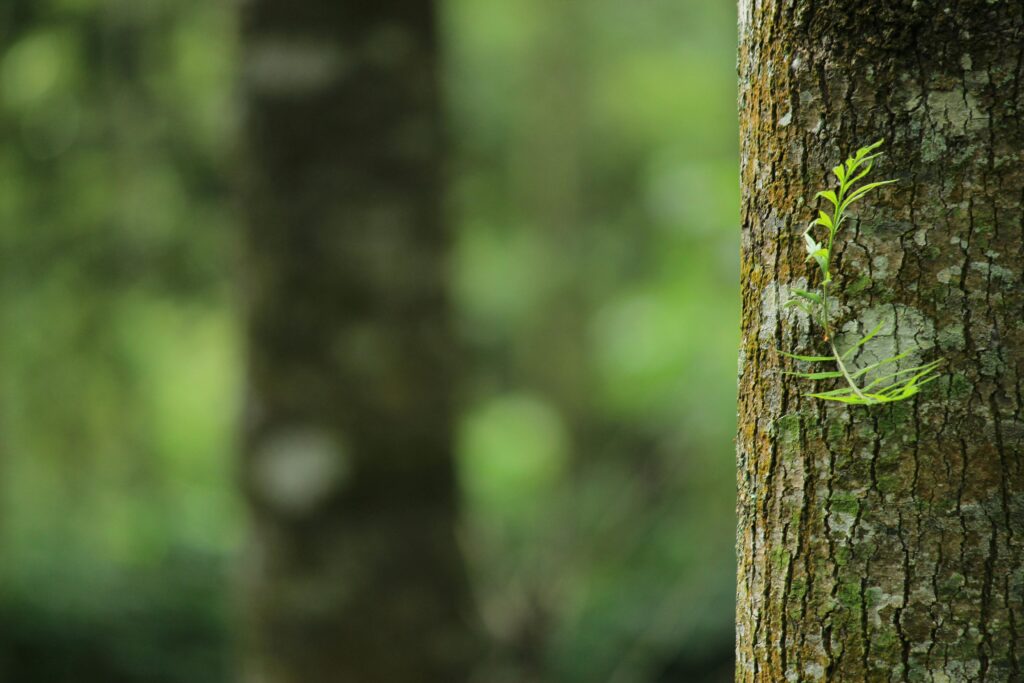 pexels photo 1250260 1250260 A vibrant green fern grows on a tree trunk, capturing a serene forest atmosphere.