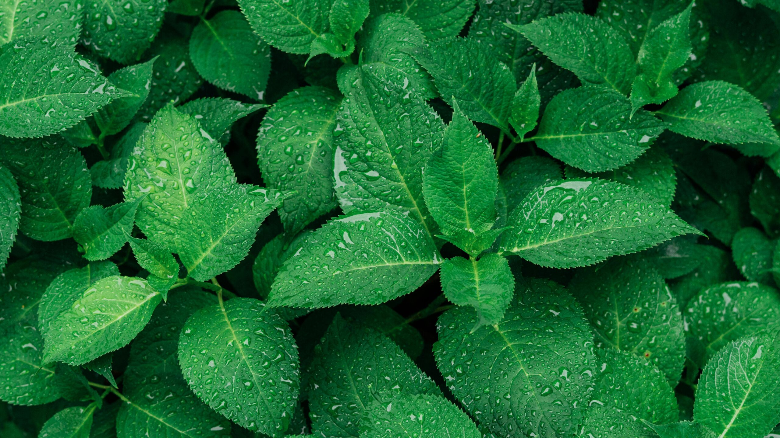 Privacy Policy Close-up of vibrant green leaves with raindrops, captured outdoors.